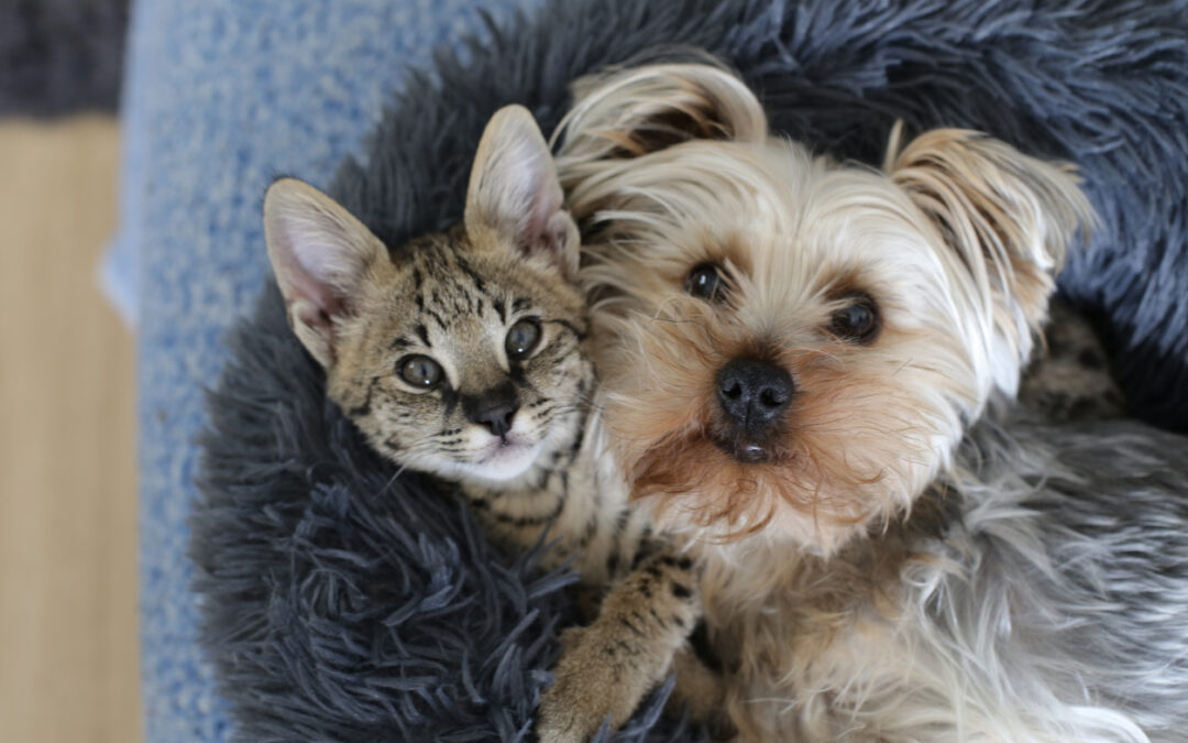 Dog and cat snuggled together in a blue furry pet bed.